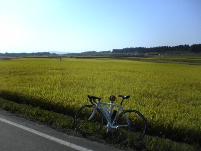 これが美味しいお米になるんだね。