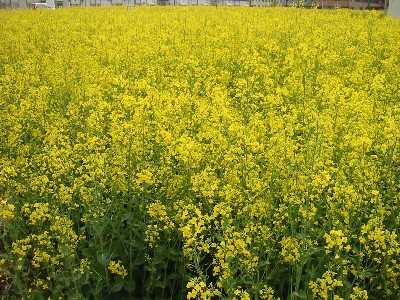 千歳の菜の花畑