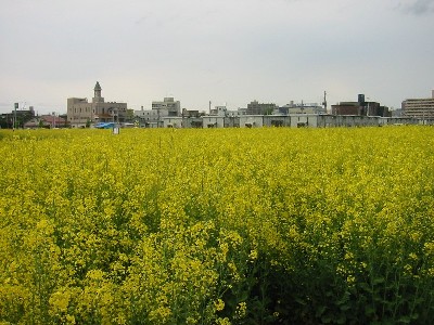 菜の花畑と仮設住宅