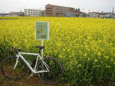 菜の花畑とキャノンデール